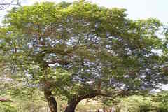 Syzygium caryophyllatum